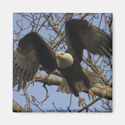 Bald Eagle Magnet (Voorkant)
