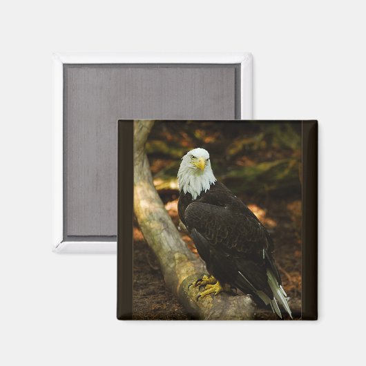 Bald Eagle magnet (Voorkant / Achterkant)