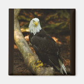 Bald Eagle magnet (Voorkant)