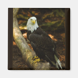 Bald Eagle magnet