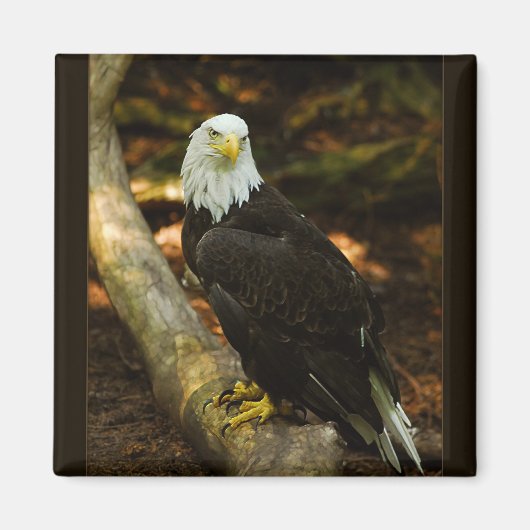 Bald Eagle magnet (Voorkant)