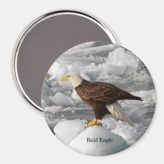 Bald Eagle magnet (Voorkant / Achterkant)