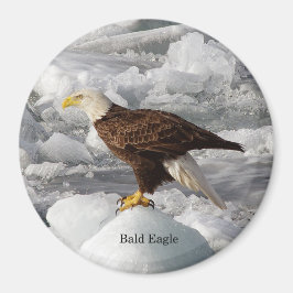 Bald Eagle magnet