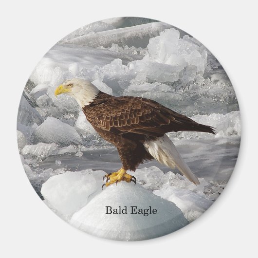 Bald Eagle magnet (Voorkant)
