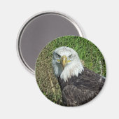 Bald Eagle Magnet (Voorkant / Achterkant)