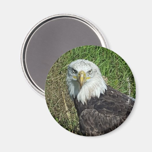 Bald Eagle Magnet (Voorkant / Achterkant)