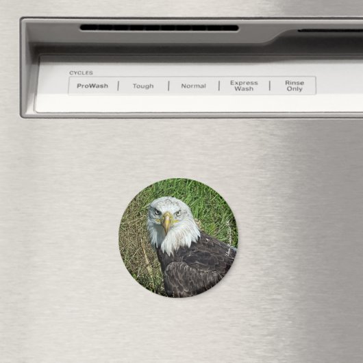 Bald Eagle Magnet (Insitu (Vaatwasser))