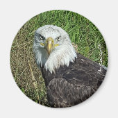 Bald Eagle Magnet (Voorkant)