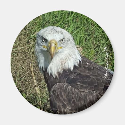 Bald Eagle Magnet (Voorkant)