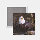 Bald Eagle Magnet (Voorkant / Achterkant)
