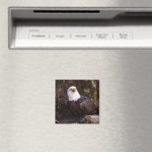Bald Eagle Magnet (Insitu (Vaatwasser))