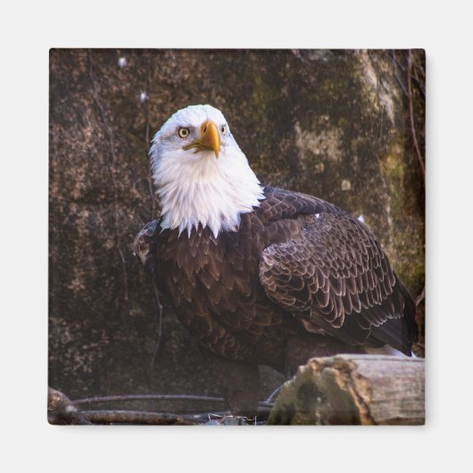 Bald Eagle Magnet (Voorkant)