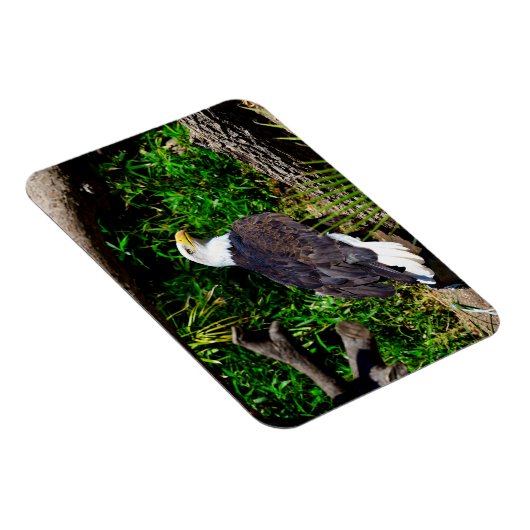 Bald Eagle - Magnet Magneet (Rechterzijde)