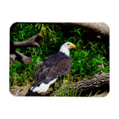 Bald Eagle - Magnet Magneet (Horizontaal)