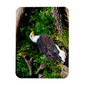Bald Eagle - Magnet Magneet (Verticaal)