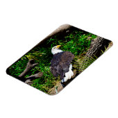 Bald Eagle - Magnet Magneet (Linkerzijde)