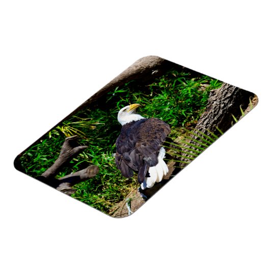 Bald Eagle - Magnet Magneet (Linkerzijde)