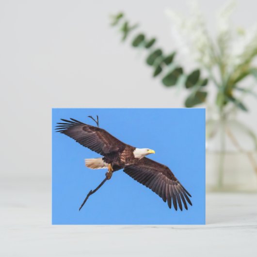 Bald Eagle met bijkantoor Briefkaart (Staand voorkant)