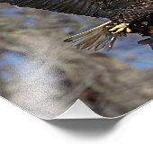 Bald Eagle met een Catfish Foto Afdruk (Hoek)