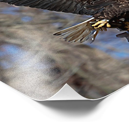 Bald Eagle met een Catfish Foto Afdruk (Hoek)