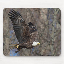 Bald Eagle met een Catfish
