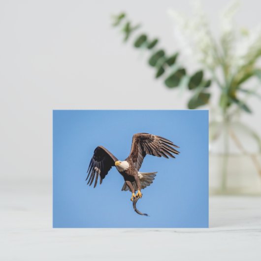 Bald Eagle met een vis Briefkaart (Staand voorkant)