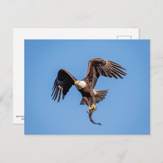 Bald Eagle met een vis Briefkaart (Voorkant / Achterkant)