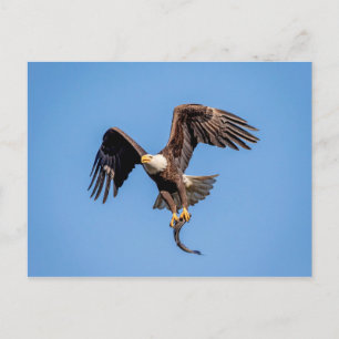 Bald Eagle met een vis Briefkaart