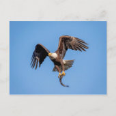 Bald Eagle met een vis Briefkaart (Voorkant)
