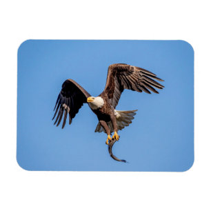 Bald Eagle met een vis Magneet
