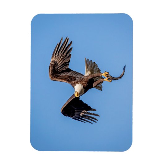 Bald Eagle met een vis Magneet (Verticaal)