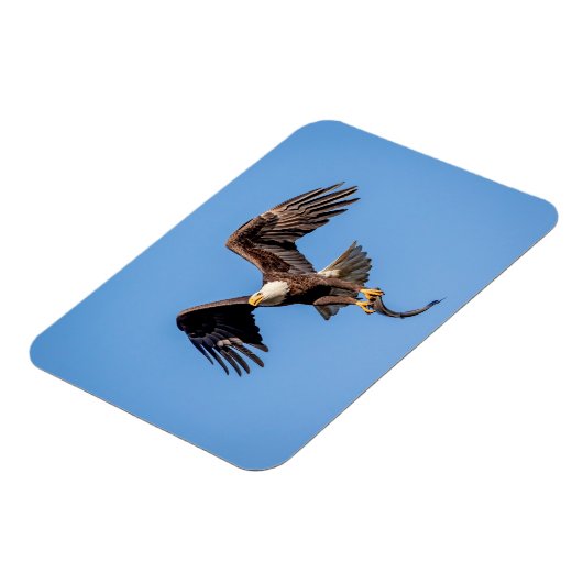Bald Eagle met een vis Magneet (Linkerzijde)