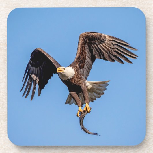 Bald Eagle met een vis Onderzetter (Voorkant)