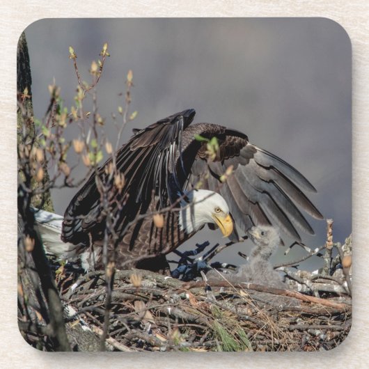 Bald Eagle met haar baby Bier Onderzetter (Voorkant)