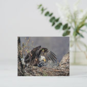 Bald Eagle met haar baby Briefkaart (Staand voorkant)