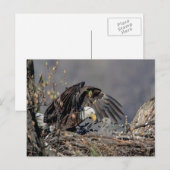 Bald Eagle met haar baby Briefkaart (Voorkant / Achterkant)