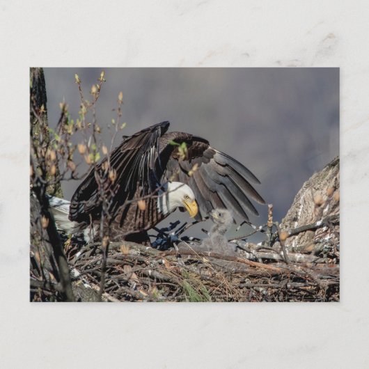 Bald Eagle met haar baby Briefkaart (Voorkant)