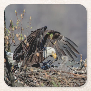 Bald Eagle met haar baby Kartonnen Onderzetters