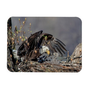 Bald Eagle met haar baby Magneet