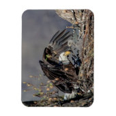 Bald Eagle met haar baby Magneet (Verticaal)