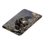 Bald Eagle met haar baby Magneet (Linkerzijde)