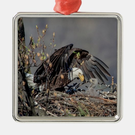 Bald Eagle met haar baby Metalen Ornament (Voorkant)