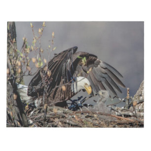 Bald Eagle met haar baby Notitieblok