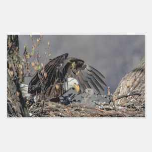 Bald Eagle met haar baby Rechthoekige Sticker