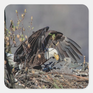 Bald Eagle met haar baby Vierkante Sticker