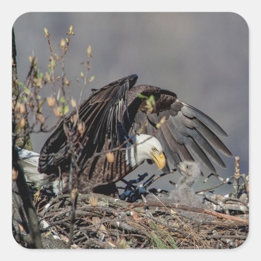 Bald Eagle met haar baby Vierkante Sticker (Voorkant)