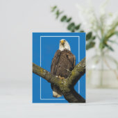 Bald Eagle met rand Briefkaart (Staand voorkant)