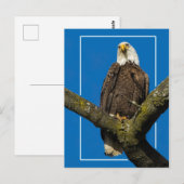 Bald Eagle met rand Briefkaart (Voorkant / Achterkant)