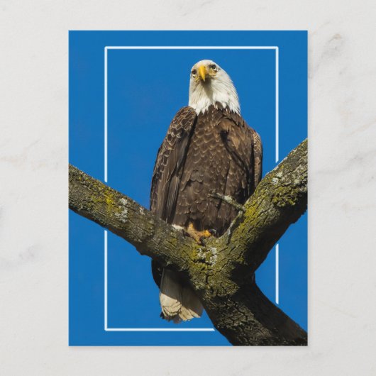 Bald Eagle met rand Briefkaart (Voorkant)