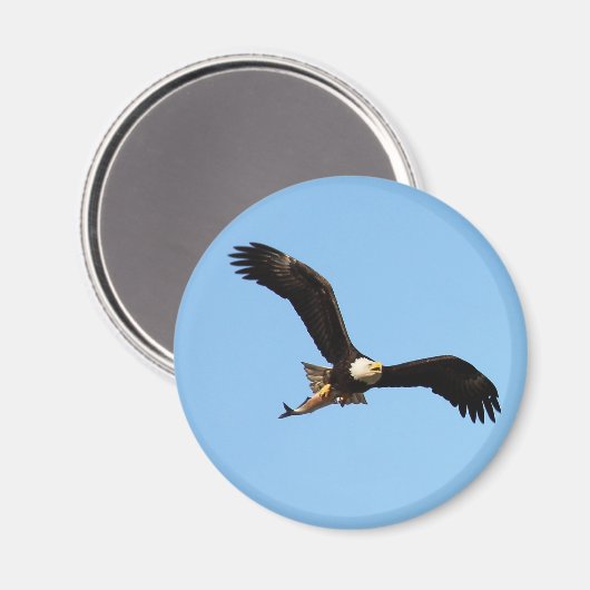 Bald Eagle met vis Magneet (Voorkant / Achterkant)